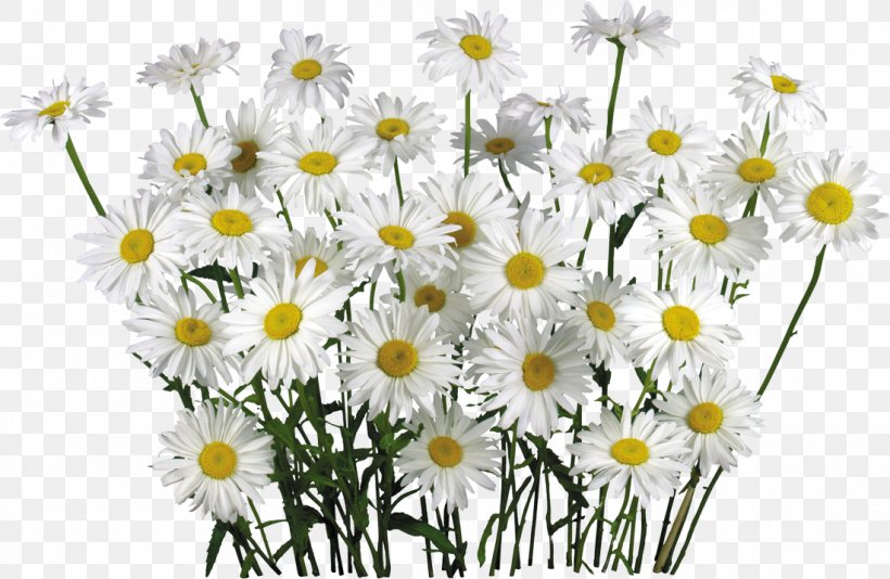 Chamomile Clip Art, PNG, 1100x717px, Chamomile, Aster, Chamaemelum Nobile, Chrysanths, Cut Flowers Download Free