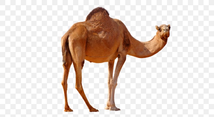 Dromedary Bactrian Camel Australian Feral Camel Image, PNG, 600x450px, Dromedary, Animal, Arabian Camel, Australian Feral Camel, Bactrian Camel Download Free