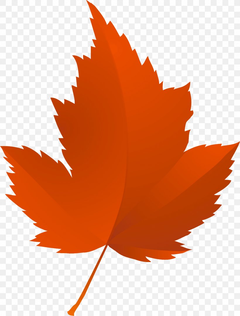 Maple Leaf Tree Autumn Red Maple, PNG, 1514x1992px, Maple Leaf, Animaatio, Autumn, Autumn Leaf Color, Branch Download Free