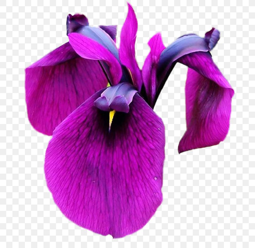 Mobile Phones Irises Clip Art, PNG, 696x800px, Mobile Phones, Flower, Flowering Plant, Iris, Iris Family Download Free