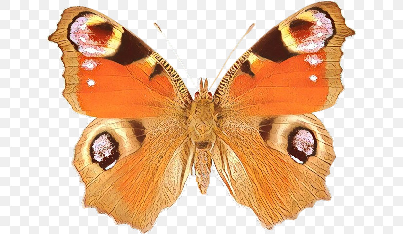 Moths And Butterflies Butterfly Cynthia (subgenus) Insect Aglais Io, PNG, 640x477px, Moths And Butterflies, Aglais Io, American Painted Lady, Brushfooted Butterfly, Butterfly Download Free