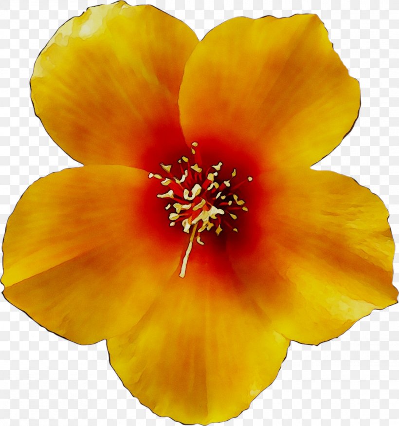 Rosemallows Yellow, PNG, 1115x1191px, Rosemallows, Flower, Flowering Plant, Hawaiian Hibiscus, Hibiscus Download Free