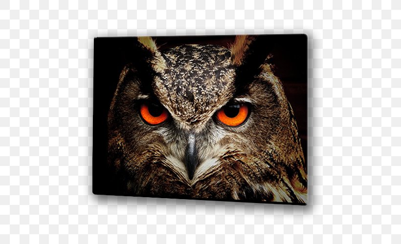 Barn Owl Bird Clip Art Eurasian Eagle-owl, PNG, 500x500px, Owl, Athene, Barn Owl, Barred Owl, Beak Download Free