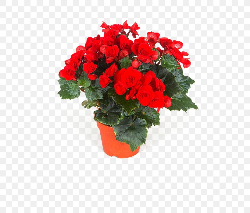 Begonia Flower Houseplant Garden, PNG, 532x700px, Begonia, Annual Plant, Cut Flowers, Flower, Flowering Plant Download Free