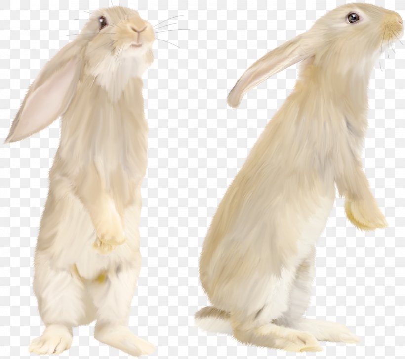 Domestic Rabbit Leporids, PNG, 1635x1450px, Hare, Angora Rabbit, Animal, Cuteness, Domestic Rabbit Download Free