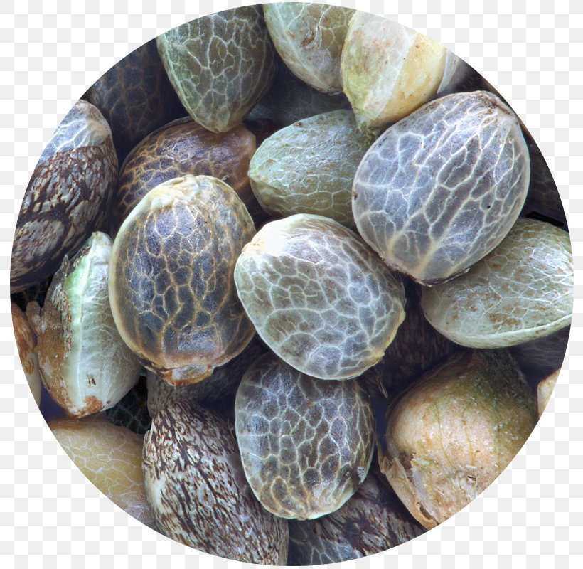 Hemp Cannabis Cultivation Seed Indoor Cannabis Growing, PNG, 800x800px, Hemp, Cannabis, Cannabis Cultivation, Clam, Clams Oysters Mussels And Scallops Download Free