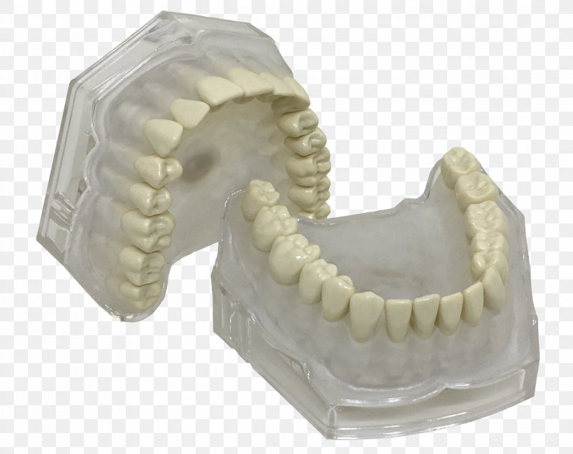 Human Tooth Typodont Jaw Dentistry, PNG, 2227x1766px, Tooth, Bone, Color, Dentist, Dentistry Download Free