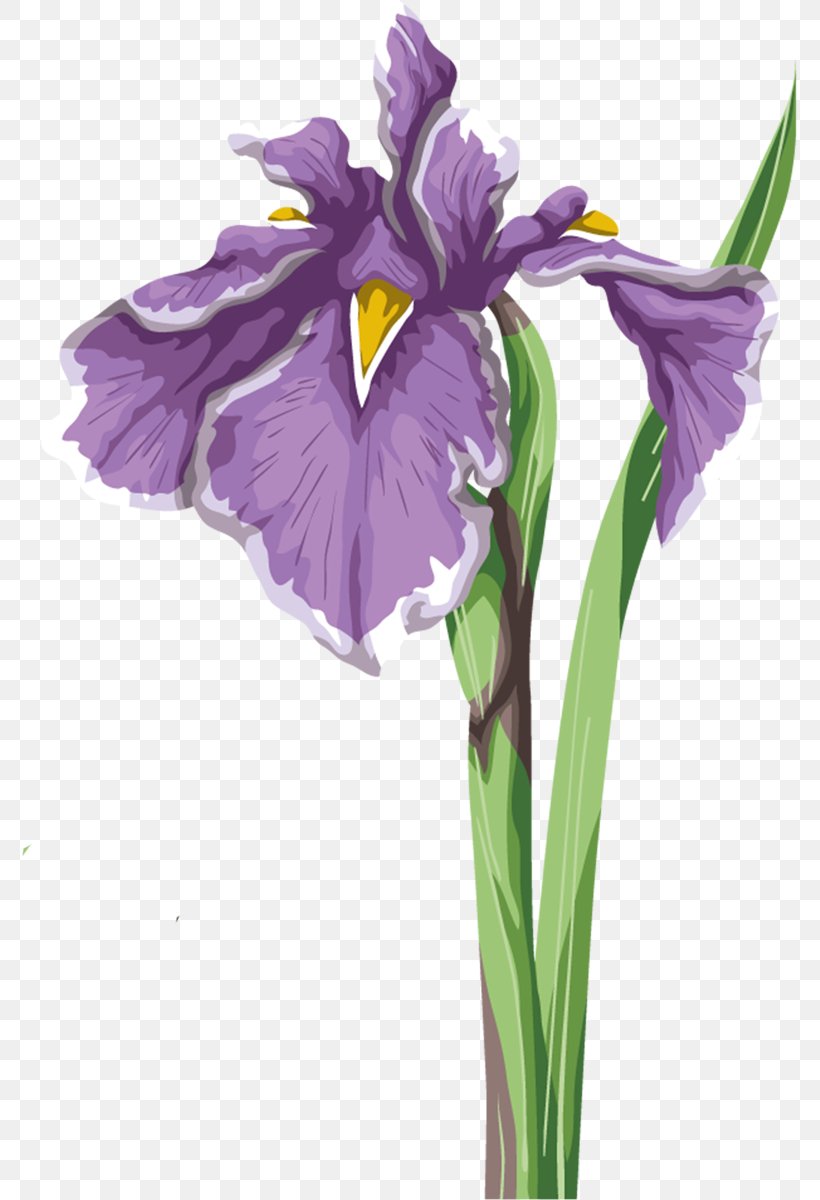 Iris Flower Data Set Wall Iris Iris Versicolor, PNG, 775x1200px, Flower, Cut Flowers, Flowering Plant, Iris, Iris Family Download Free