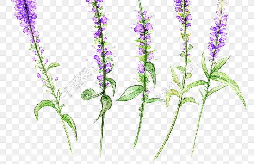 Clip Art Image English Lavender, PNG, 780x529px, English Lavender, Botany, Essential Oil, Flower, Flowering Plant Download Free