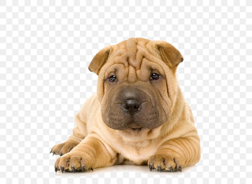 Shar Pei Puppy Boxer French Bulldog, PNG, 599x600px, Shar Pei, Boxer, Breed, Bulldog, Carnivoran Download Free