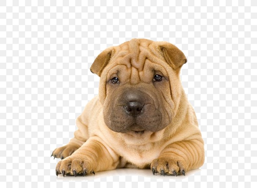 boxer shar pei puppies