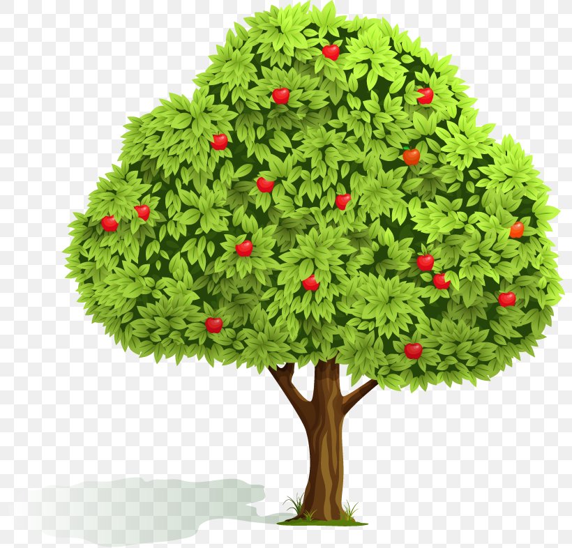 Apple Fruit Tree Orchard Clip Art, PNG, 800x786px, Apple, Cherry, Conifer, Evergreen, Flowerpot Download Free
