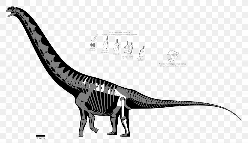 Argentinosaurus Puertasaurus Tyrannosaurus Dinosaur Epachthosaurus, PNG, 5564x3210px, Argentinosaurus, Amphicoelias, Andesaurus, Animal, Antarctosaurus Download Free