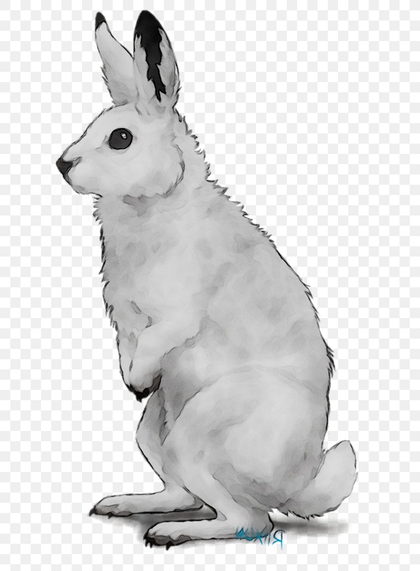 Domestic Rabbit Hare Macropods Dog Mammal, PNG, 778x1113px, Domestic Rabbit, Animal Figure, Arctic Hare, Blackandwhite, Canidae Download Free