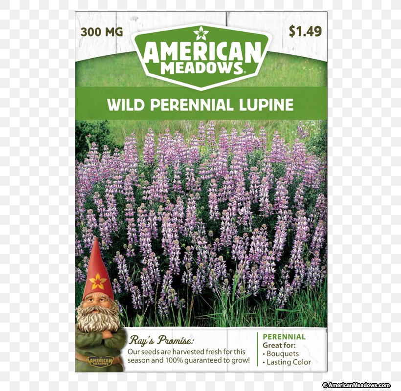 English Lavender Hyssopus Shrub Catnips Lawn, PNG, 800x800px, English Lavender, Flora, Flower, Grass, Groundcover Download Free