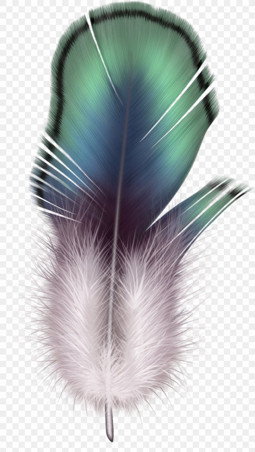 Feather Icon Bird, PNG, 1100x1950px, Feather, Digital Image, Dots Per Inch, Image File Formats Download Free