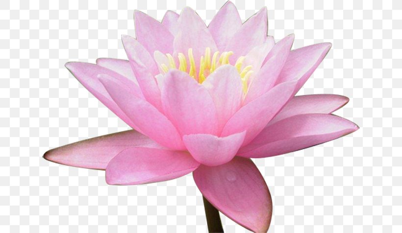 Nelumbo Nucifera Water Lily Flower, PNG, 648x476px, Nelumbo Nucifera, Aquatic Plant, Flower, Flowering Plant, Image File Formats Download Free