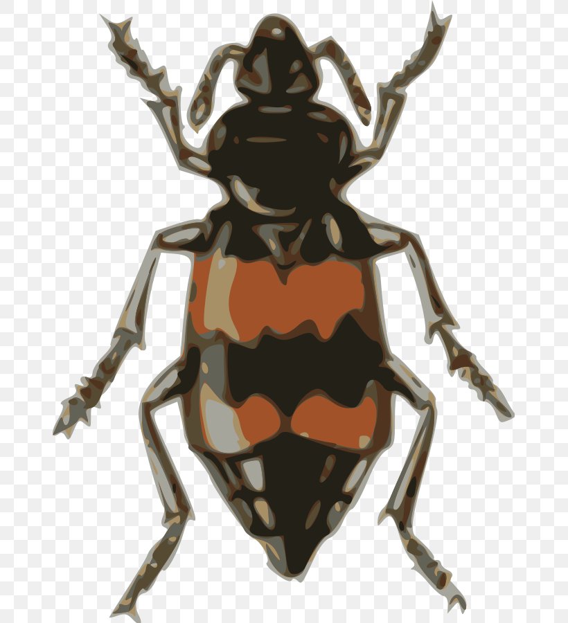 Volkswagen Beetle Nicrophorus Vespillo Clip Art, PNG, 667x900px, Beetle, Arthropod, Burying Beetle, Elytron, Fictional Character Download Free