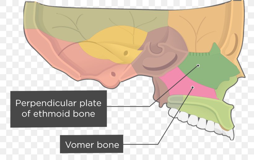 Vomer Nasal Concha Sphenoid Bone Lacrimal Bone Ethmoid Bone, PNG, 770x518px, Watercolor, Cartoon, Flower, Frame, Heart Download Free