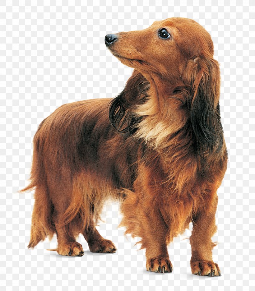 Dachshund Sussex Spaniel Dog Breed Yorkshire Terrier Chihuahua, PNG, 902x1030px, Dachshund, Breed, Carnivoran, Chihuahua, Companion Dog Download Free