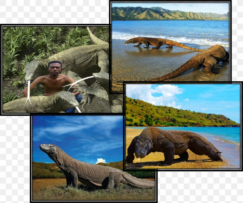 Reptiles Ecosystem Wildlife Fauna, PNG, 1437x1203px, Reptile, Animal, Dinosaur, Ecosystem, Extinction Download Free