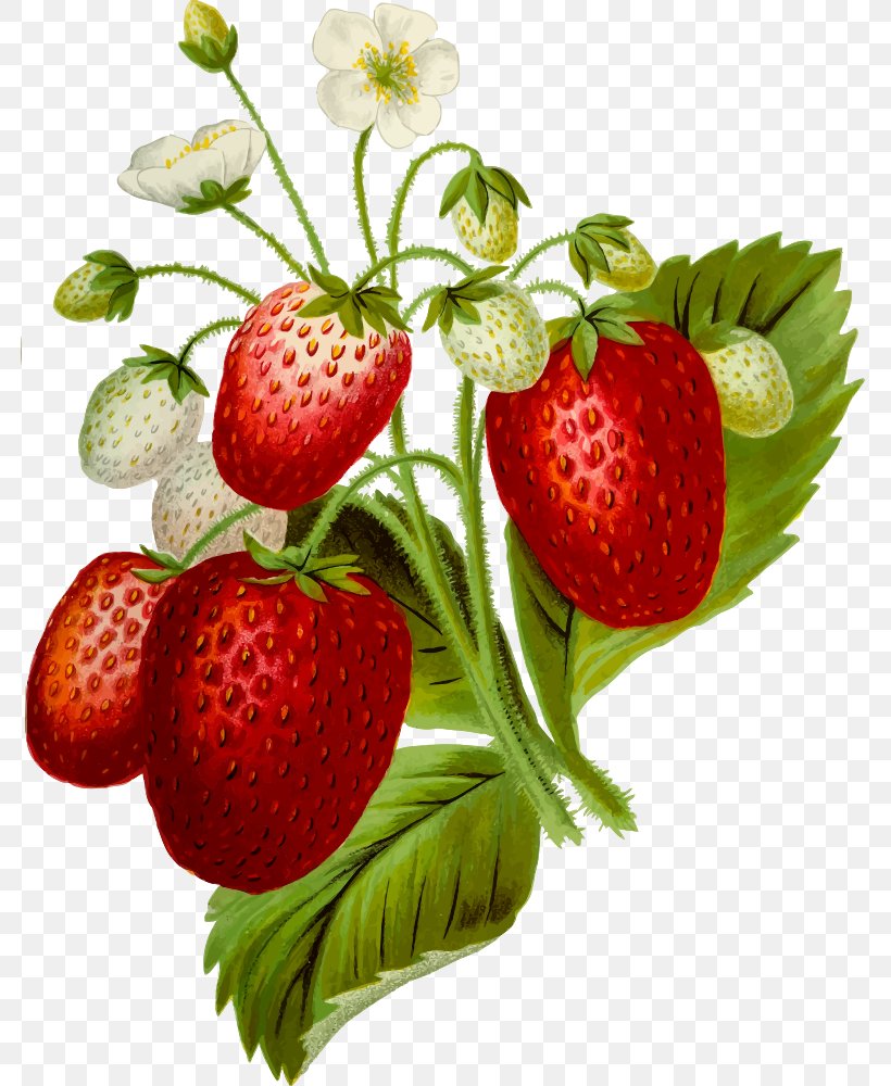 Strawberry Clip Art, PNG, 782x1000px, Strawberry, Accessory Fruit, Berry, Diet Food, Food Download Free