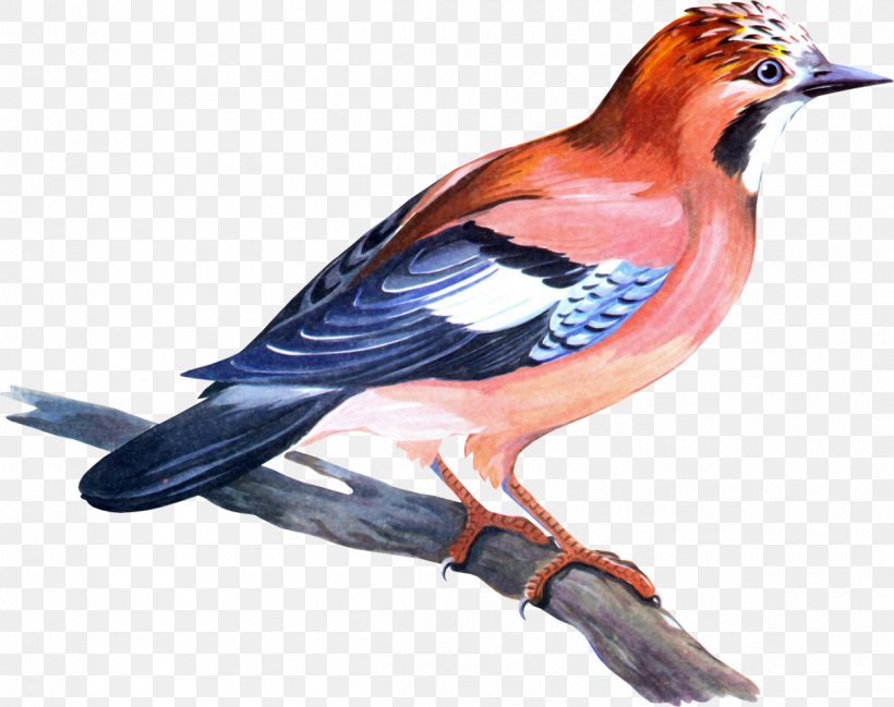 Bird House Sparrow Pelican Thrush, PNG, 1200x951px, Bird, Animal, Beak, Bird Feeders, Blue Jay Download Free