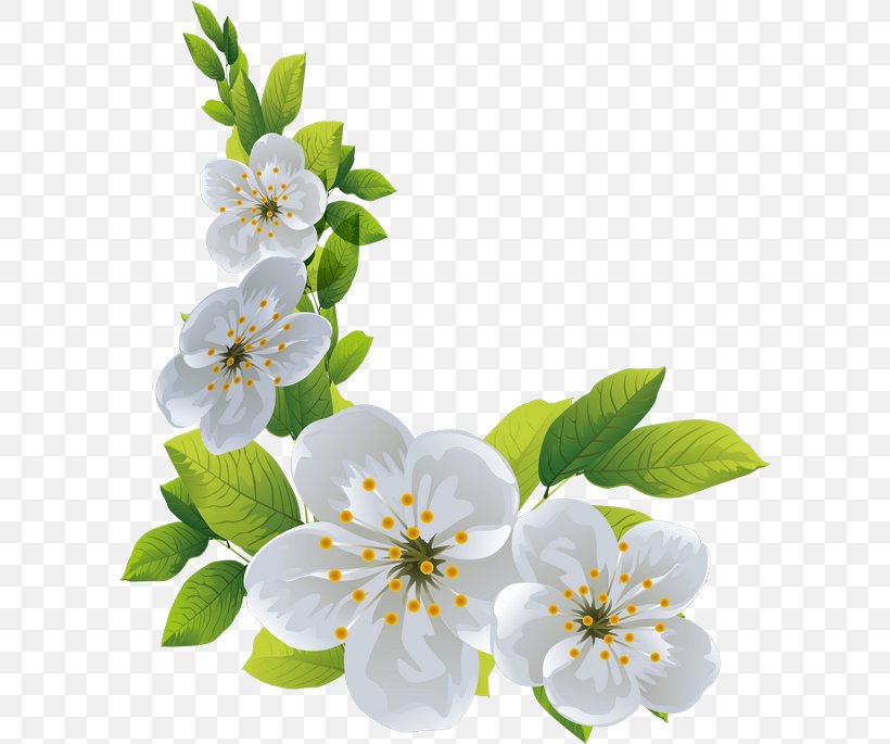 Cherry Blossom Spring Cut Flowers, PNG, 600x685px, Blossom, Branch, Branching, Cherry, Cherry Blossom Download Free