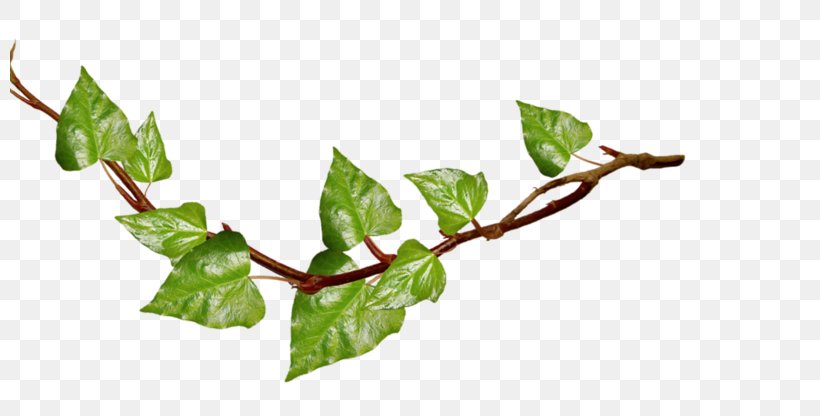 Clip Art Image Free Content Openclipart, PNG, 800x416px, Drawing, Branch, Hashtag, Ivy, Leaf Download Free