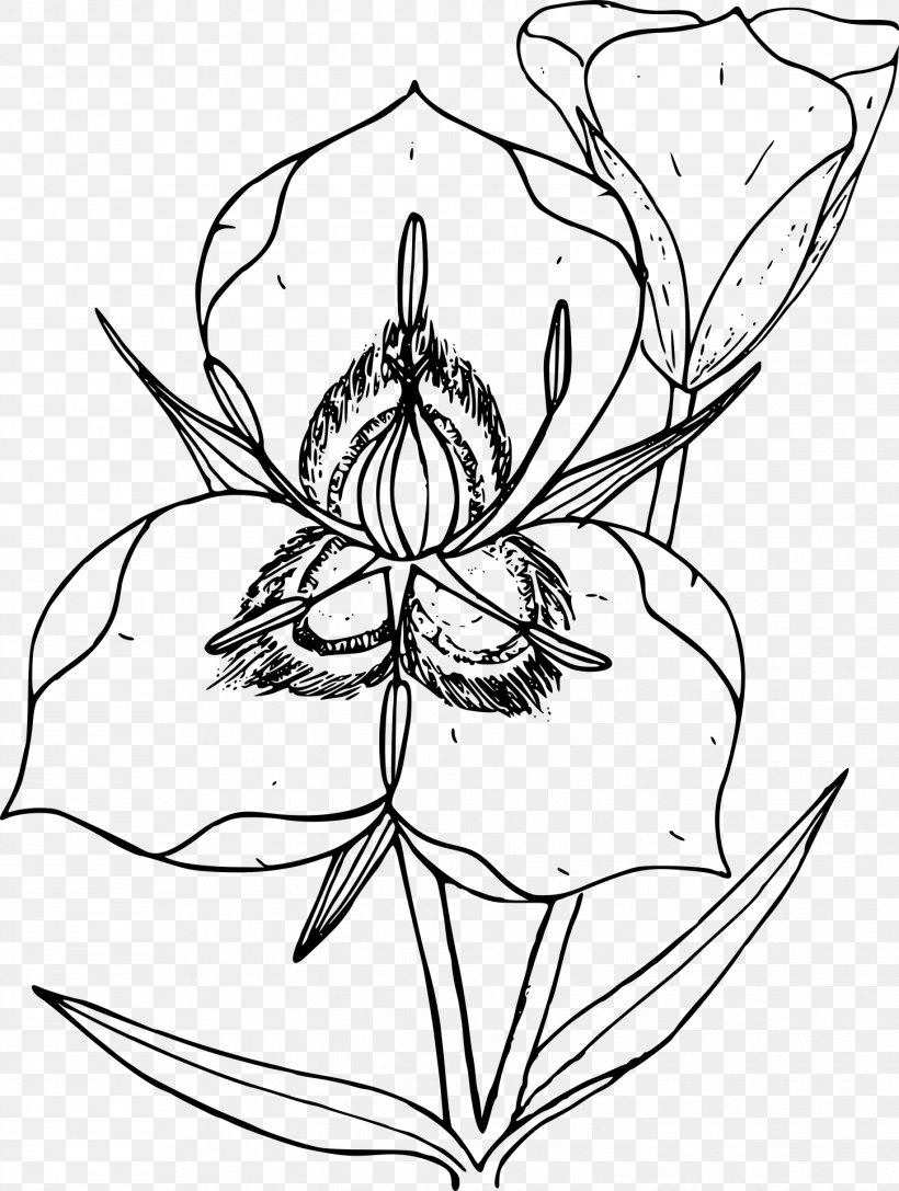 Utah Drawing Line Art Calochortus Nuttallii Sketch, PNG, 1448x1920px, Utah, Art, Artwork, Black And White, Calochortus Download Free