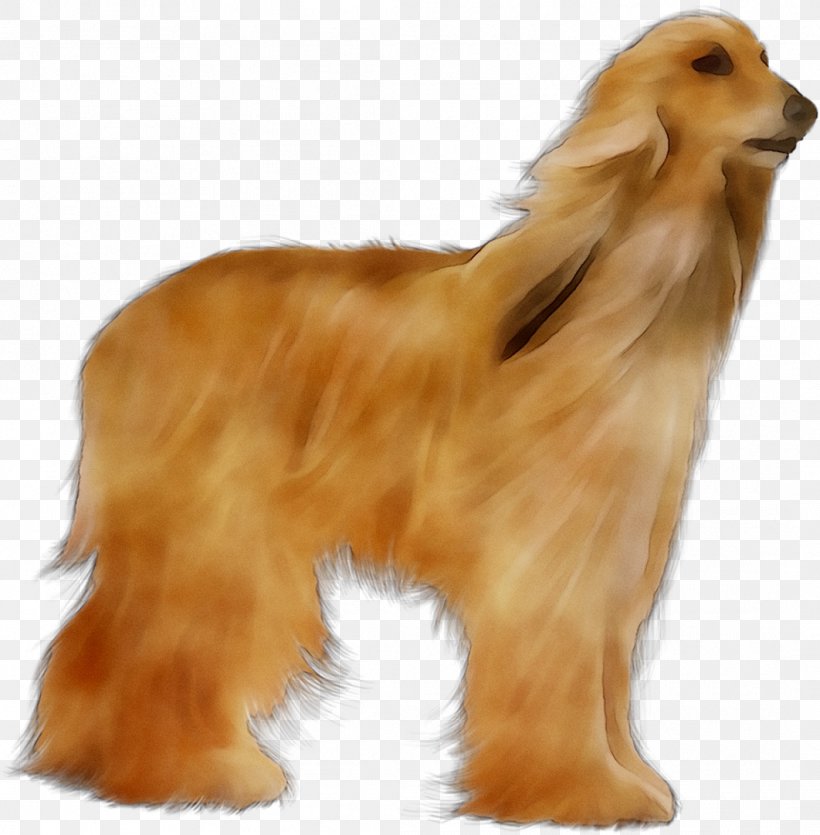 Dog Breed Afghan Hound Companion Dog Afghanistan Fur, PNG, 1062x1082px, Dog Breed, Afghan Hound, Afghanistan, Ancient Dog Breeds, Breed Download Free