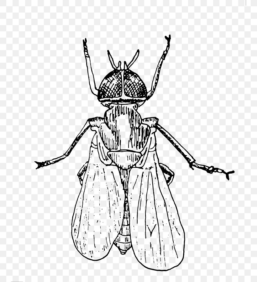 Insect Drawing Clip Art, PNG, 750x900px, 2017, Insect, Arthropod, Artwork, Black And White Download Free