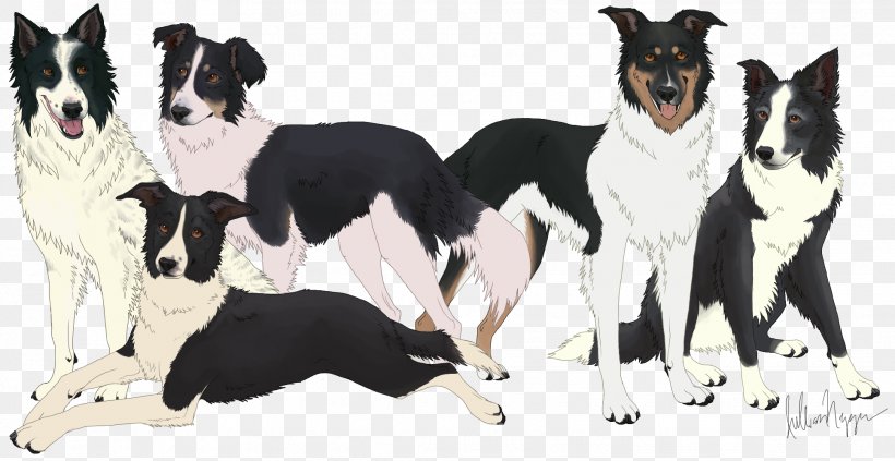 Dog Breed Border Collie Karelian Bear Dog Rough Collie, PNG, 1934x998px, Dog Breed, Bear, Border Collie, Breed, Carnivoran Download Free