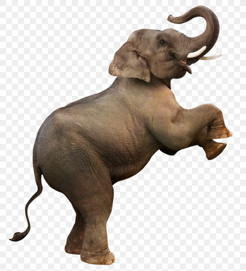 Elephant Download Computer File, PNG, 1279x1413px, Elephant, African Elephant, Chart, Designer, Elephants And Mammoths Download Free