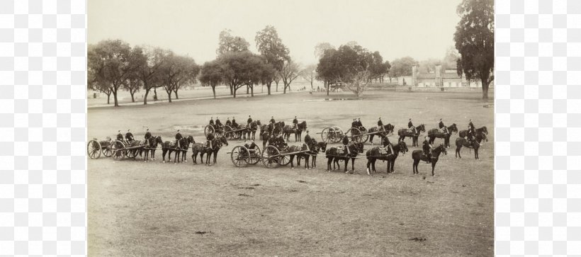 Jamia Nizamia Osmania University Hyderabad State Devdi Nizam Of Hyderabad, PNG, 1285x570px, Osmania University, Alumnus, Animal, Black And White, Campus Download Free