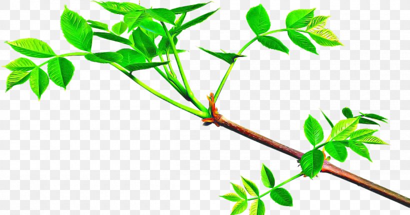 Laptop Background, PNG, 1200x630px, Branch, Dinner, Expectation, Flower, Future Download Free