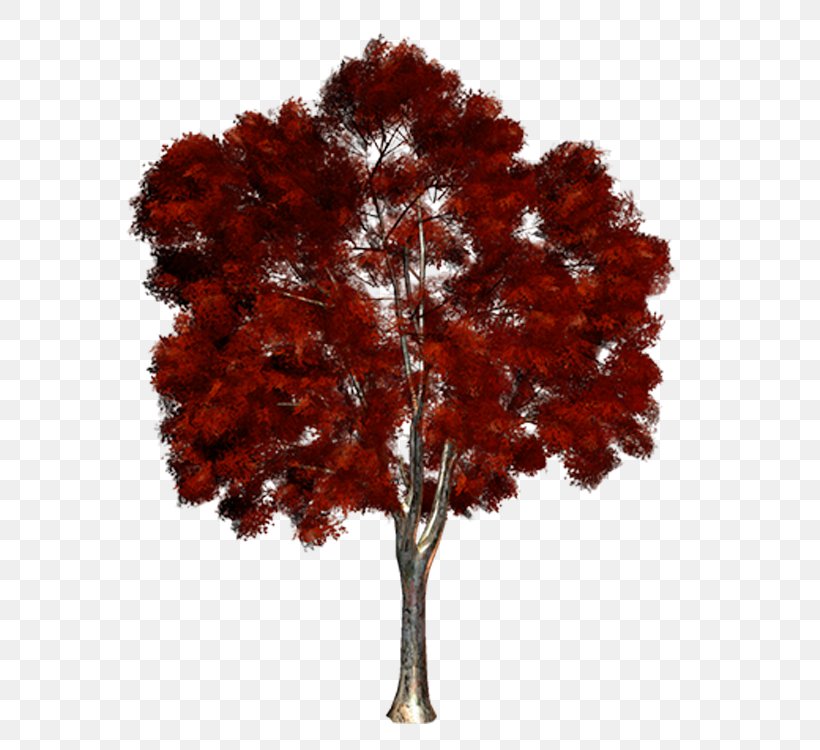 Maple Tree Clip Art, PNG, 750x750px, Maple, Autumn, Color, Digital Image, Leaf Download Free