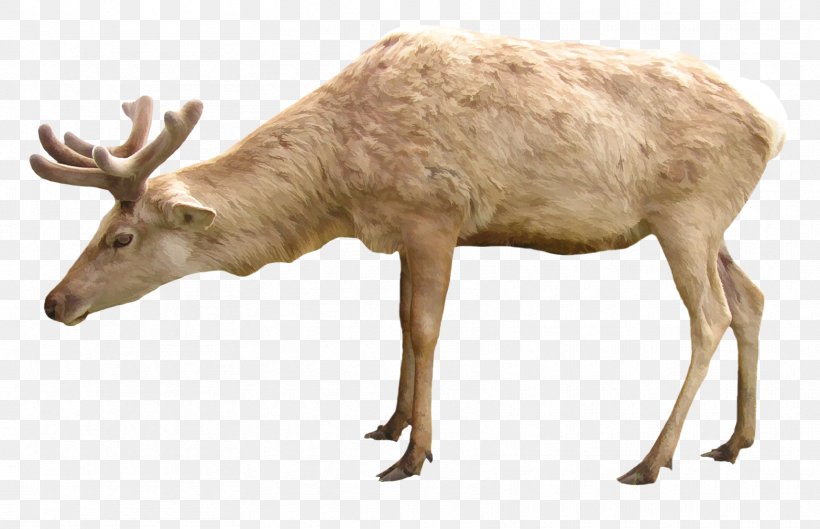 Reindeer Red Deer Elk Arctic, PNG, 1715x1108px, Reindeer, Antler, Arctic, Arctic Fox, Deer Download Free