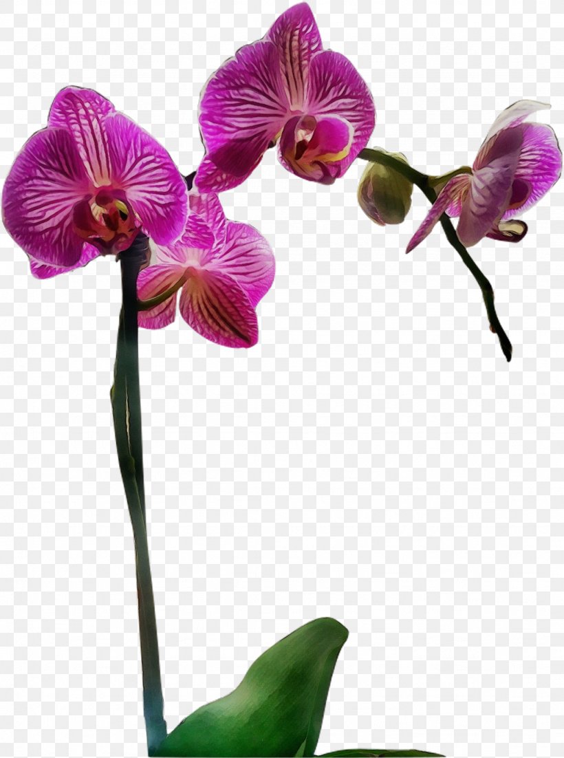 Flower Flowering Plant Moth Orchid Plant Violet, PNG, 1024x1377px, Watercolor, Flower, Flowering Plant, Moth Orchid, Paint Download Free
