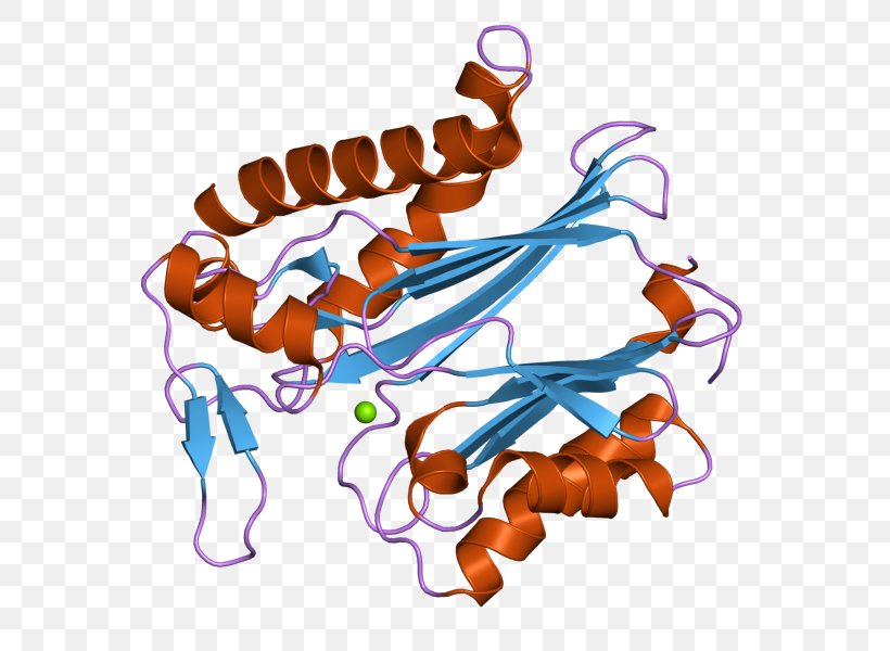 PPM1K Protein Phosphatase Ensembl Clip Art, PNG, 800x600px, Protein Phosphatase, Ensembl, Enzyme, Gene, Homo Sapiens Download Free