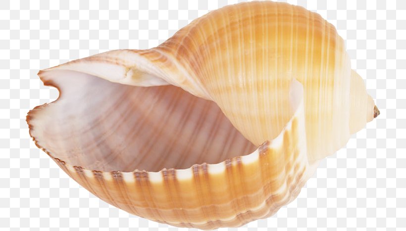 Seashell Snail Conch Clip Art, PNG, 717x467px, Seashell, Clam, Clams Oysters Mussels And Scallops, Cockle, Conch Download Free