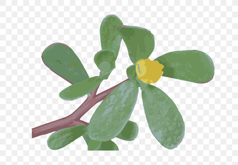 Flower Leaf Plant Symbol Impatiens, PNG, 700x571px, Flower, Impatiens, Leaf, Plant, Symbol Download Free