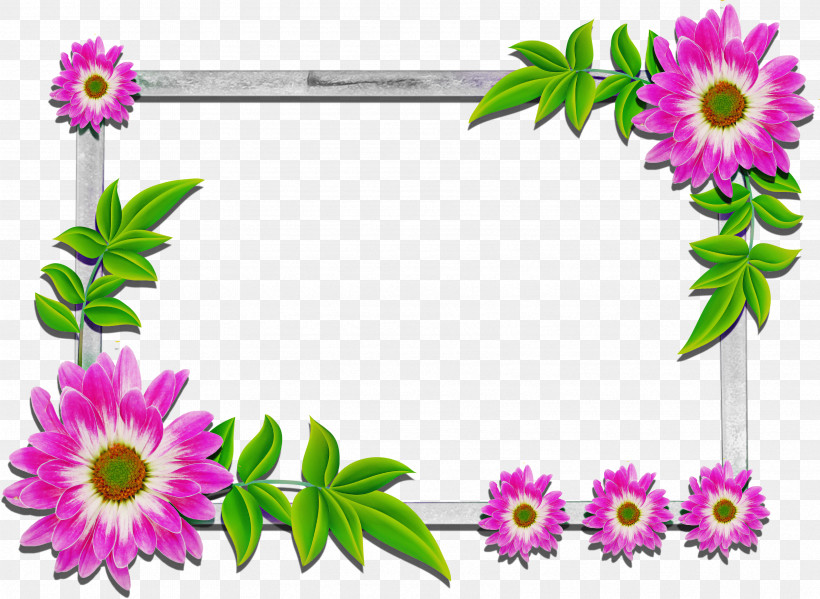 Picture Frame, PNG, 3387x2475px, Flower, African Daisy, Aster, Cut Flowers, Ice Plant Family Download Free