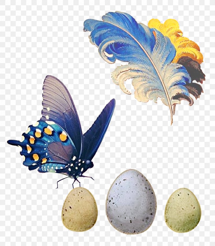 Butterfly Bird Feather, PNG, 1440x1644px, Butterfly, Bird, Designer, Egg, Feather Download Free