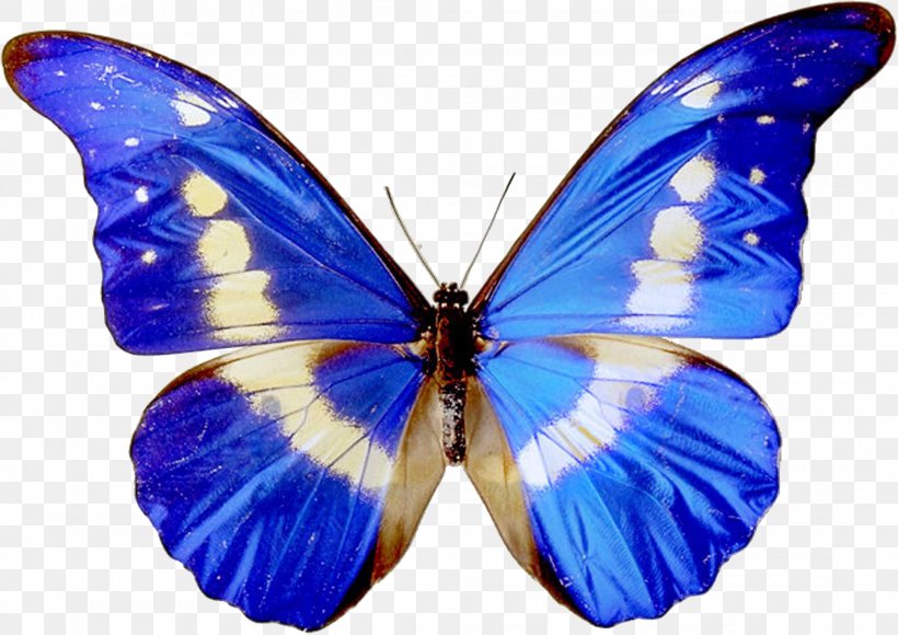 Butterfly Free Content Clip Art, PNG, 2072x1466px, Butterfly, Arthropod, Blue, Brush Footed Butterfly, Cobalt Blue Download Free