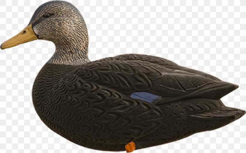 Mallard Goose American Black Duck Cayuga Duck, PNG, 940x587px, Mallard, American Black Duck, Beak, Bird, Canard Download Free