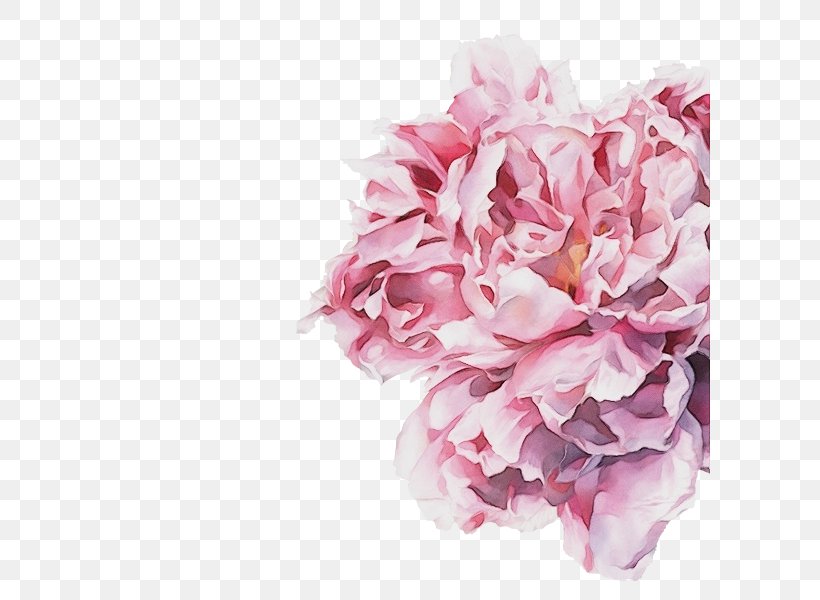 Pink Flower Cut Flowers Petal Plant, PNG, 600x600px, Watercolor, Chinese Peony, Common Peony, Cut Flowers, Flower Download Free