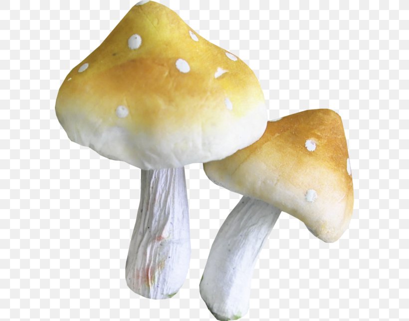 Pleurotus Eryngii Mushroom Clip Art, PNG, 600x645px, Pleurotus Eryngii, Agaricaceae, Computer Animation, Edible Mushroom, Fungus Download Free