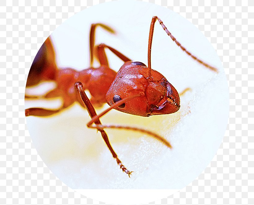 Red Imported Fire Ant Hymenopterans Pest Carpenter Ant, PNG, 662x662px, Ant, Animal Bite, Ant Colony, Arthropod, Boric Acid Download Free