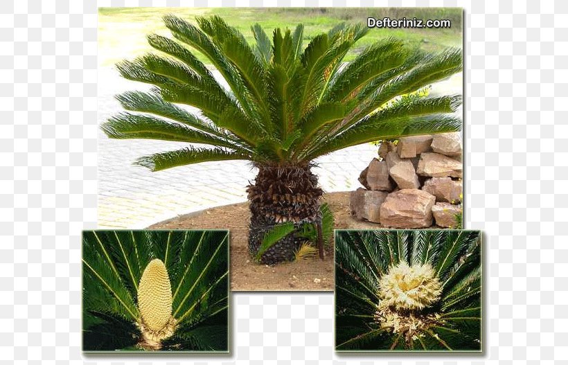 Sago Palm Coconut Cycad Arecaceae, PNG, 606x527px, Sago Palm, Agave, Arecaceae, Arecales, Coconut Download Free